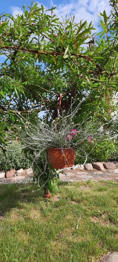 Liwa Garden Krzywa 11 Daire Dış mekan fotoğraf